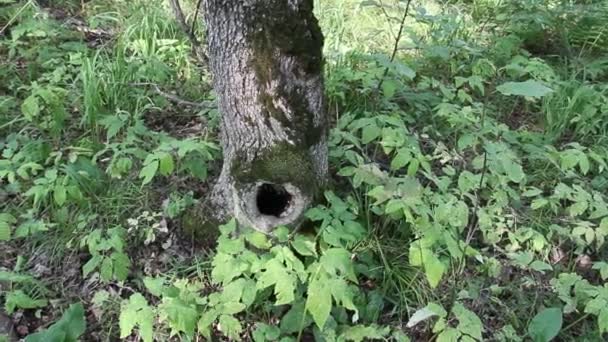 Floresta Uma Árvore Com Oco — Vídeo de Stock