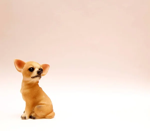 Hund Auf Weißem Hintergrund Stockbild