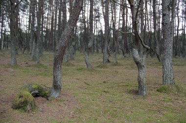 Parktaki kozalaklı orman.