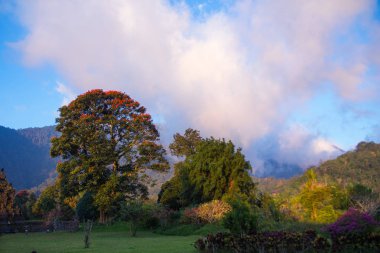 Çiçek açan ağaç portakal çiçekleri tam