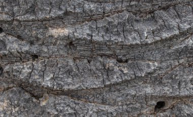 Palmiye ağaçlarının kabuğunun dokusu ahşap desenli, doğal gri duvar kağıdı.