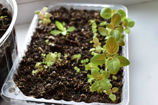 Green seedlings of flowers and vegetables in spring