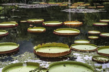Victoria regia - dünyanın en büyük nilüfer