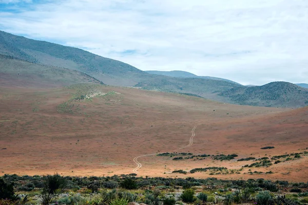 Bloeiende woestijn in de Chileense Atacama — Stockfoto