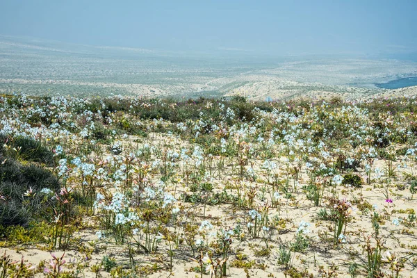 Blühende Wüste in der chilenischen Atacama — Stockfoto