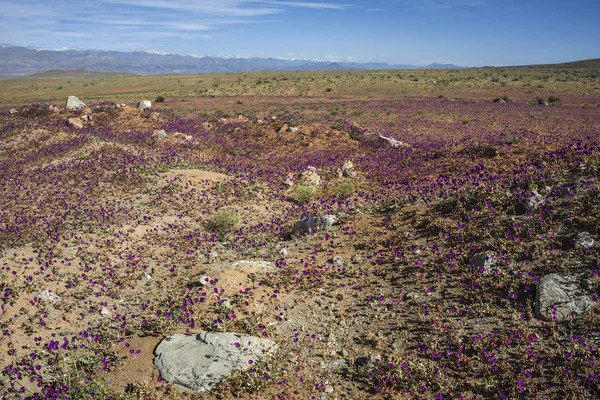 Flowering desert  in the Chilean Atacama — Stock Photo, Image