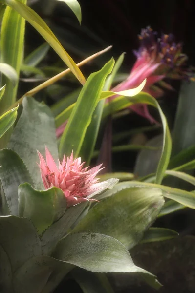 Крупный план завода из джунглей Achmea Primera Bromeliad. Амазония — стоковое фото