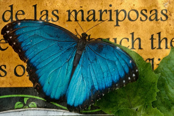 Butterfly on the background of a sign  "butterfly" in Spanish — Stock Photo, Image