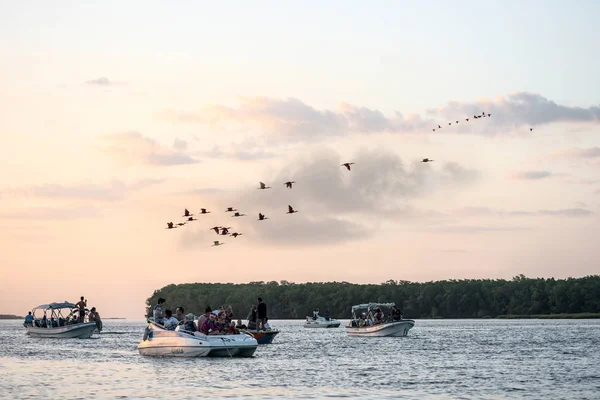 Scarlet ibis fågelskådning resa på deltan av floden Parnaíba, Brasilien — Stockfoto