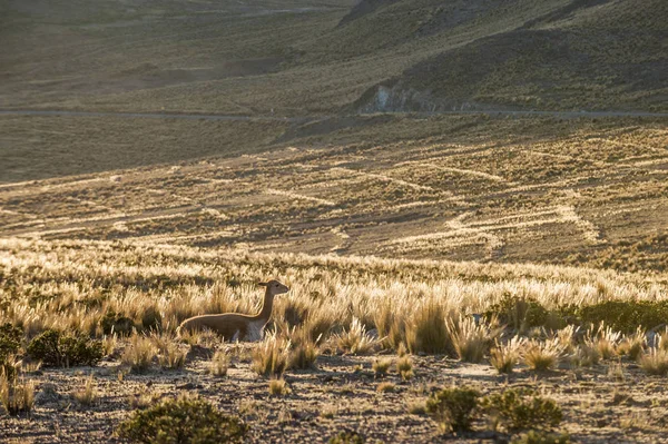 Vicugnasin a Reserva Nacional Salinas y Aguada Blanca no Peru — Fotografia de Stock