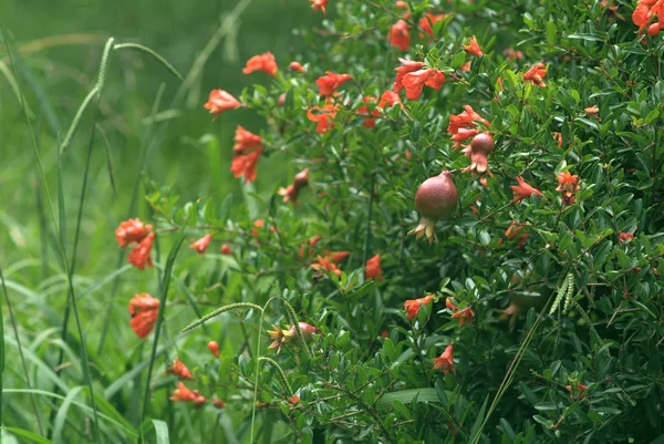 Die erste Frucht auf einem blühenden Granatapfelbaum — Stockfoto