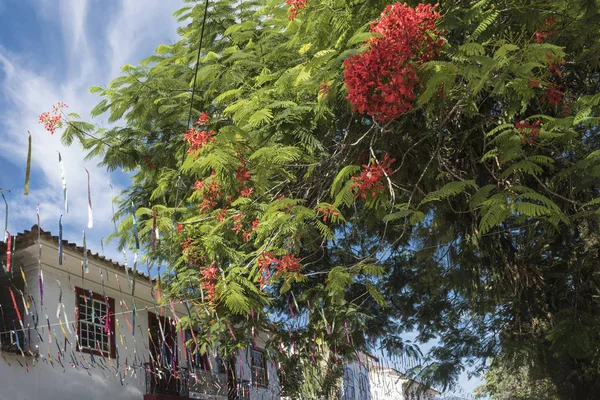 巴西帕拉州的街头嘉年华装饰 — 图库照片
