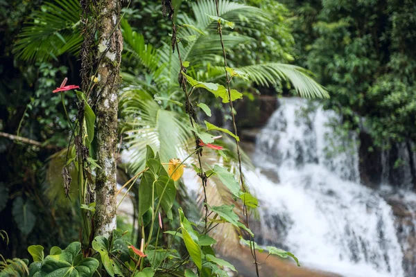 Hermosa cascada de piedra blanca en Paraty, Brasil —  Fotos de Stock