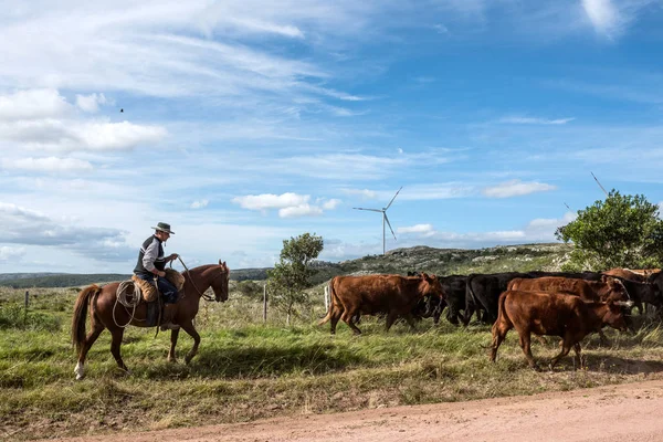 Aigua, Ουρουγουάη: Marth 31, 2017 - Gaucho herding αγελάδες κοντά σε windmi — Φωτογραφία Αρχείου