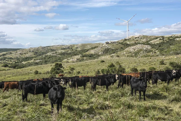 True uruguay - Windmühlen, grüne Technologien und Viehzucht — Stockfoto