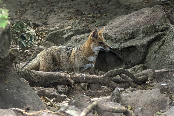 狐狸 '佐罗南美大草原' 或 ' 佐罗灰在马尔多纳多、 乌拉圭 — 图库照片