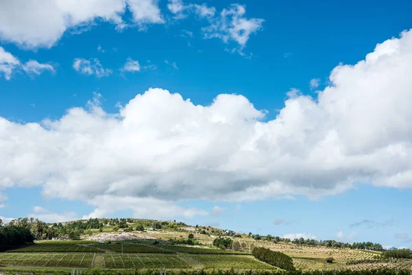 Мальовничі виноградники, розташовані поблизу Пунта-дель-Есте, Уругвай — стокове фото