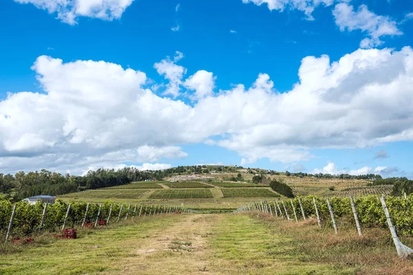 Malerischer weinberg in der nähe von punta del este, uruguay — Stockfoto