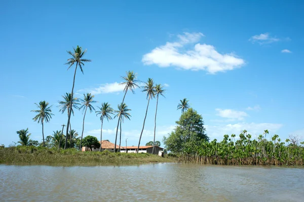 Idyllische Landschaft mit Kokospalmen - Fluss Parnaiba, Brasilien — Stockfoto