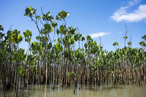 Wasserpflanzen am Parnaiba-Fluss, Brasiliens nordöstliche Region — Stockfoto