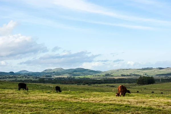 Klassische Ansicht Landschaft in Maldonado Department von Uruguay — Stockfoto