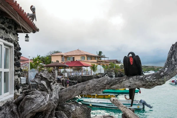Frigate bird zit op een tak op de achtergrond van de academische — Stockfoto