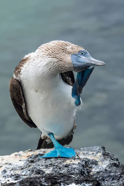Blue-footed boobie bird sits on the top of volcanic stone — Stock Photo, Image