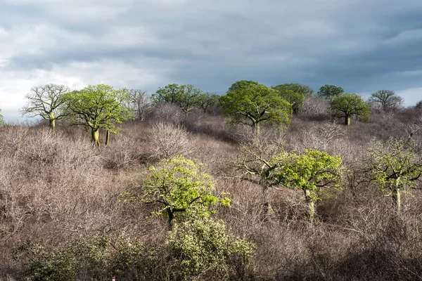 Riesen-Ceiba-Bäume wachsen an der Küste Ecuadors in der Nähe von Manta — Stockfoto