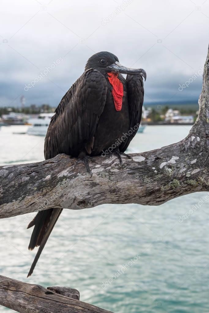 Frigate bird sits on a branch on the background of the Academic 