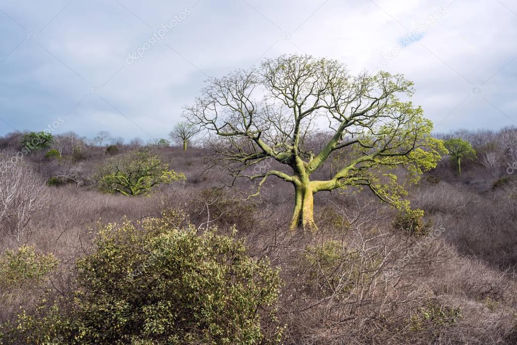 Giant ceiba trees grows up in the coast of Ecuador near Manta