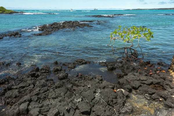 Galapagos tengeri leguánról és Sally Lightfoot rákok, Galapagos — Stock Fotó