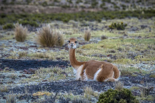 Alegre adorable Vicugna mirando a la cámara, Perú — Foto de Stock