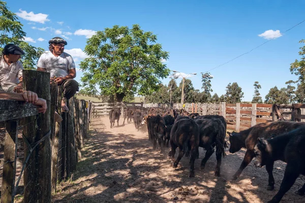 Gauchos observe how a herd of young bulls goes to auctions — Stock Photo, Image