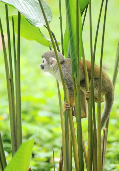 Squirrel Monkey from the jungles of South America — Stock Photo, Image