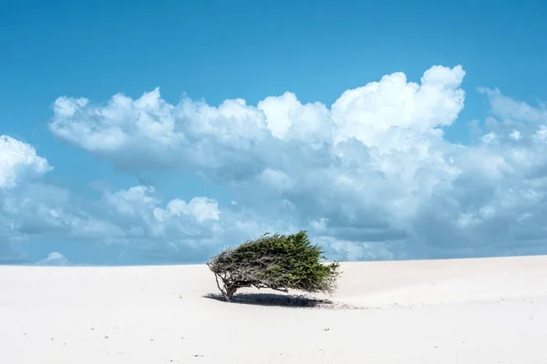 Lonely tree-flag in the desert, Jericoacoara, Ceara state, Brazil — Stock Photo, Image