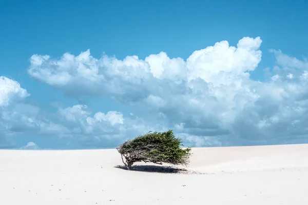 Lonely tree-flagga i öknen, Jericoacoara, Ceara state, Brasilien — Stockfoto