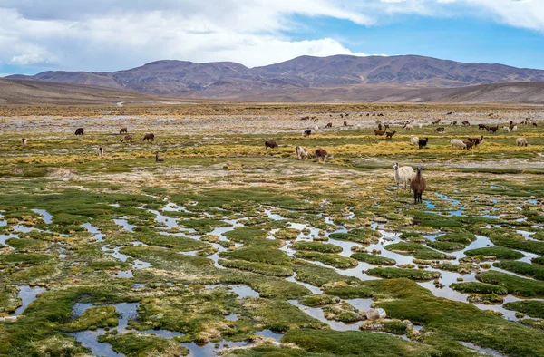 Llamas e alpacas pastam nas montanhas perto de Paso de Jama — Fotografia de Stock