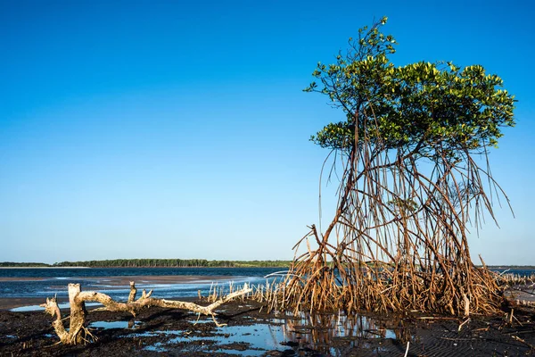 Mangroves on the river Rio Preguica, Maranhao, northern Brazil — Stock Photo, Image