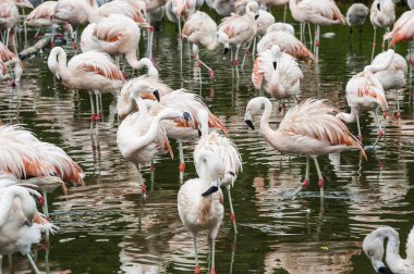 Flamingolar San Climente, Arjantin geldi