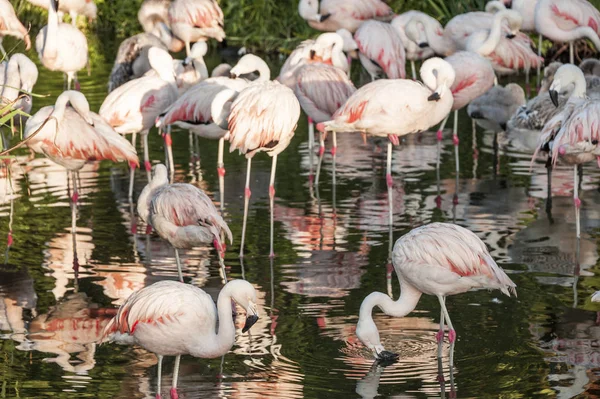 Flamingos har ankommet San Climente, Argentina. – stockfoto