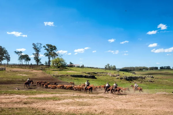 Gauchos (sydamerikanska cowboys) samla flocken, Tacuarembo, Uruguay — Stockfoto