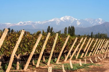 Volcano Aconcagua Cordillera and Vineyard, early morning in the late autumn clipart