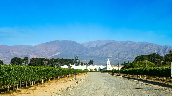 Viñedos en Neuquén, Argentina — Foto de Stock