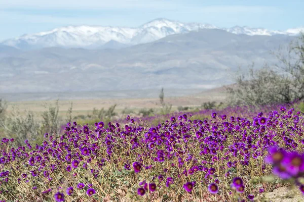 꽃 사막 (스페인어: desierto florido) 칠레 Atac에 — 스톡 사진