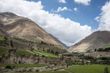 Atacama Çölü, Elqui Vadisi, Şili bağ