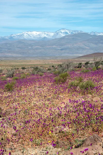 Şili Atacama 'sında çiçek açan çöl