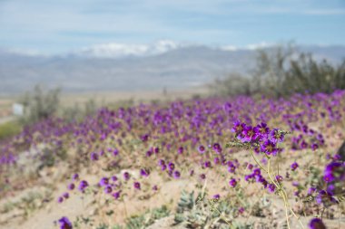 Şili Atacama 'sında çiçek açan çöl