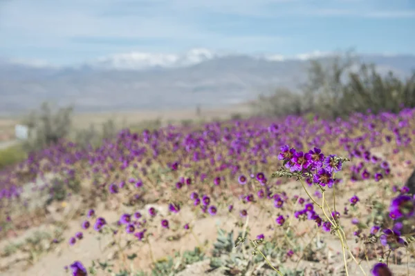 Şili Atacama 'sında çiçek açan çöl — Stok fotoğraf