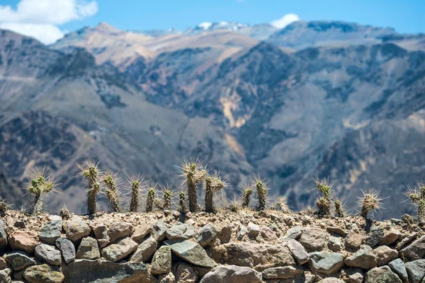 Kaktusy z długich kolców na płocie, Kanion Colca, Peru — Zdjęcie stockowe