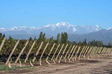 Early morning in the Argentine province of Mendoza clipart